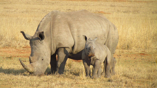 Protecting a Precious Heritage: The International Rhino Foundation's Noble Mission